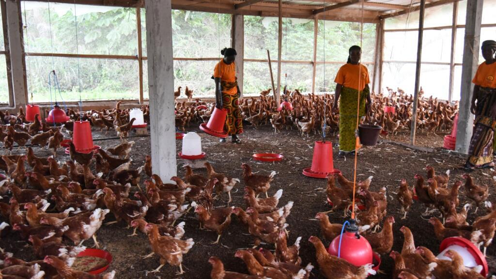 Côte d’Ivoire: exonération totale de TVA sur les intrants et aliments pour les animaux