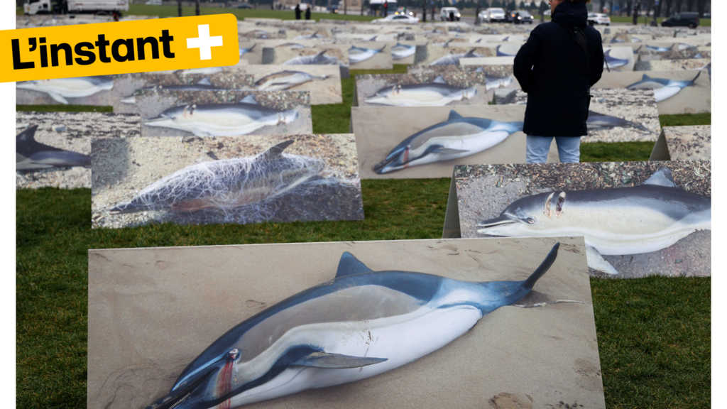 Des caméras sur le dos des dauphins pour mieux comprendre leurs comportements et les protéger