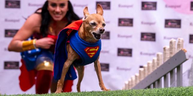 Taxis, spas, « université canine »… En Colombie, les animaux de compagnie sont rois