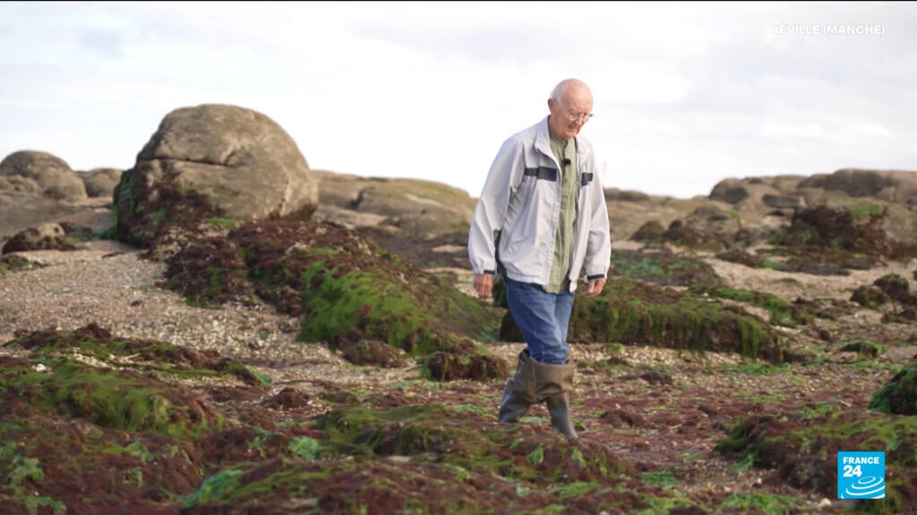 Biodiversité : quand une plage normande raconte l'effondrement du vivant