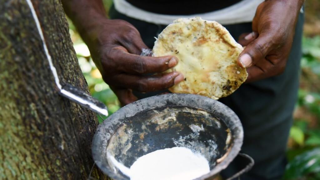 Prix record de l’hévéa en Côte d’Ivoire: quelles perspectives pour la filière caoutchouc?