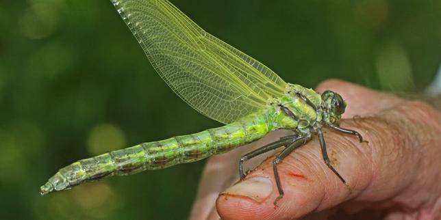 «  Ma mère aurait adoré que je prenne cette mouche comme un signe de sa présence » : ces « synchronicités » qu’on interprète comme une manifestation du défunt