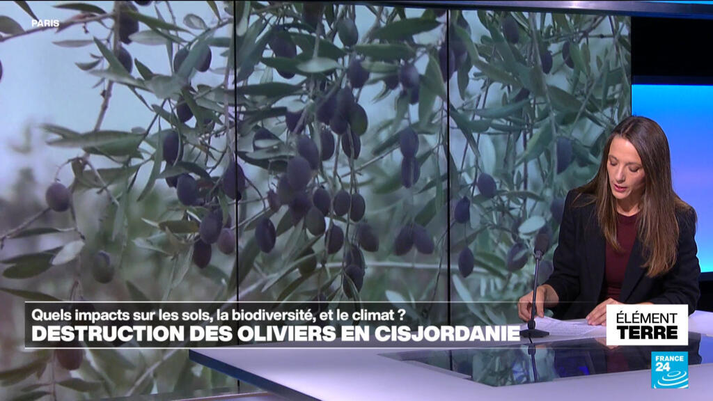 Destructions des oliviers en Cisjordanie : quels impacts pour l'environnement