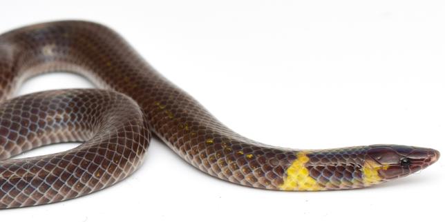 Ces serpents qui s’enfuient en faisant la roue