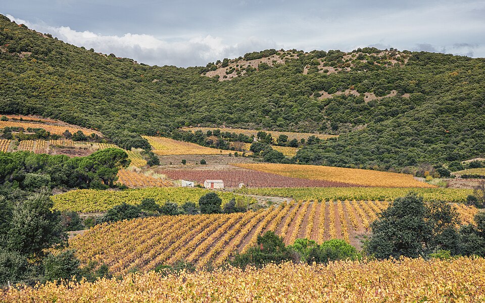 Vignes (AOC Languedoc-Cabrières) en automne au pied du Pic de Vissou. (Commune de Cabrières, Hérault, France, 2020).