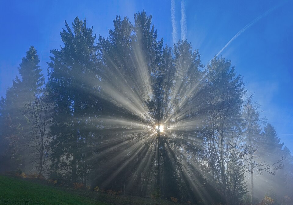 Rayons de soleil à travers arbres et brumes. Sentier Heumoosegg dans le Walchwilerberg près de Walchwil (canton de Zoug), Suisse (2016). (Montage de 7 clichés)